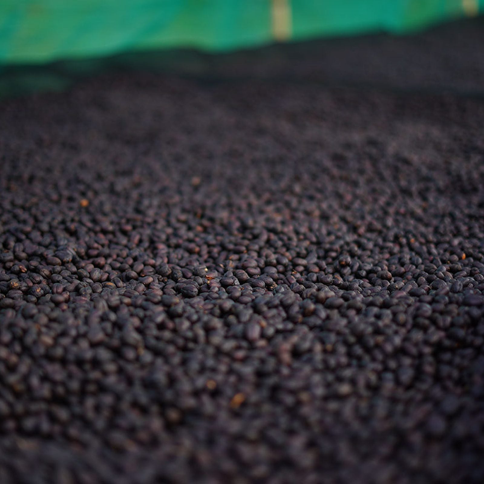 Natural anaerobic Ethiopian coffee beans drying at Rumudamo Station.