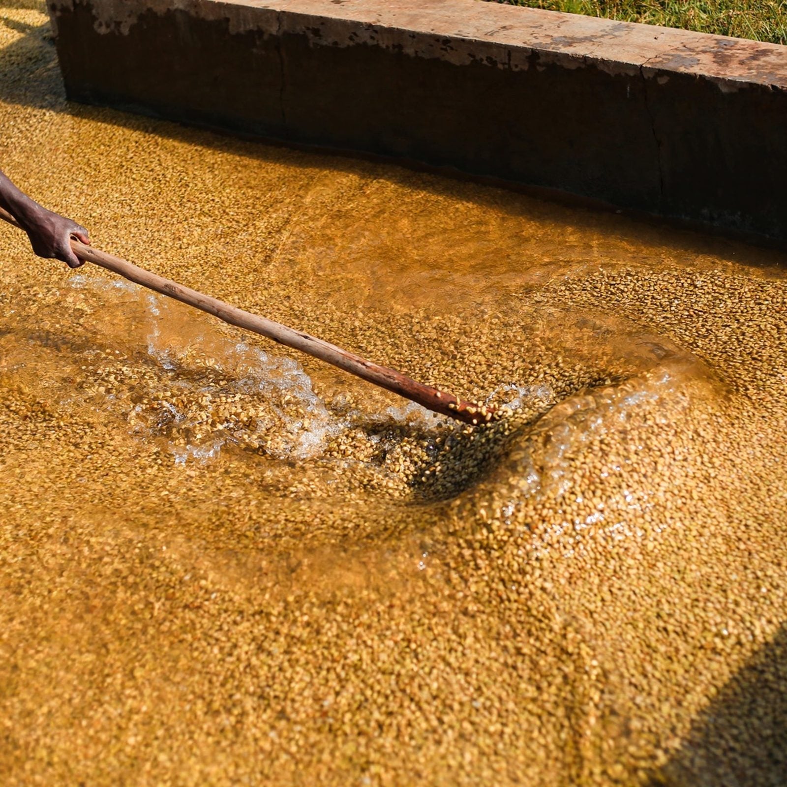 Washed coffee processing at Rumudamo Station in the Sidama region of Ethiopia.