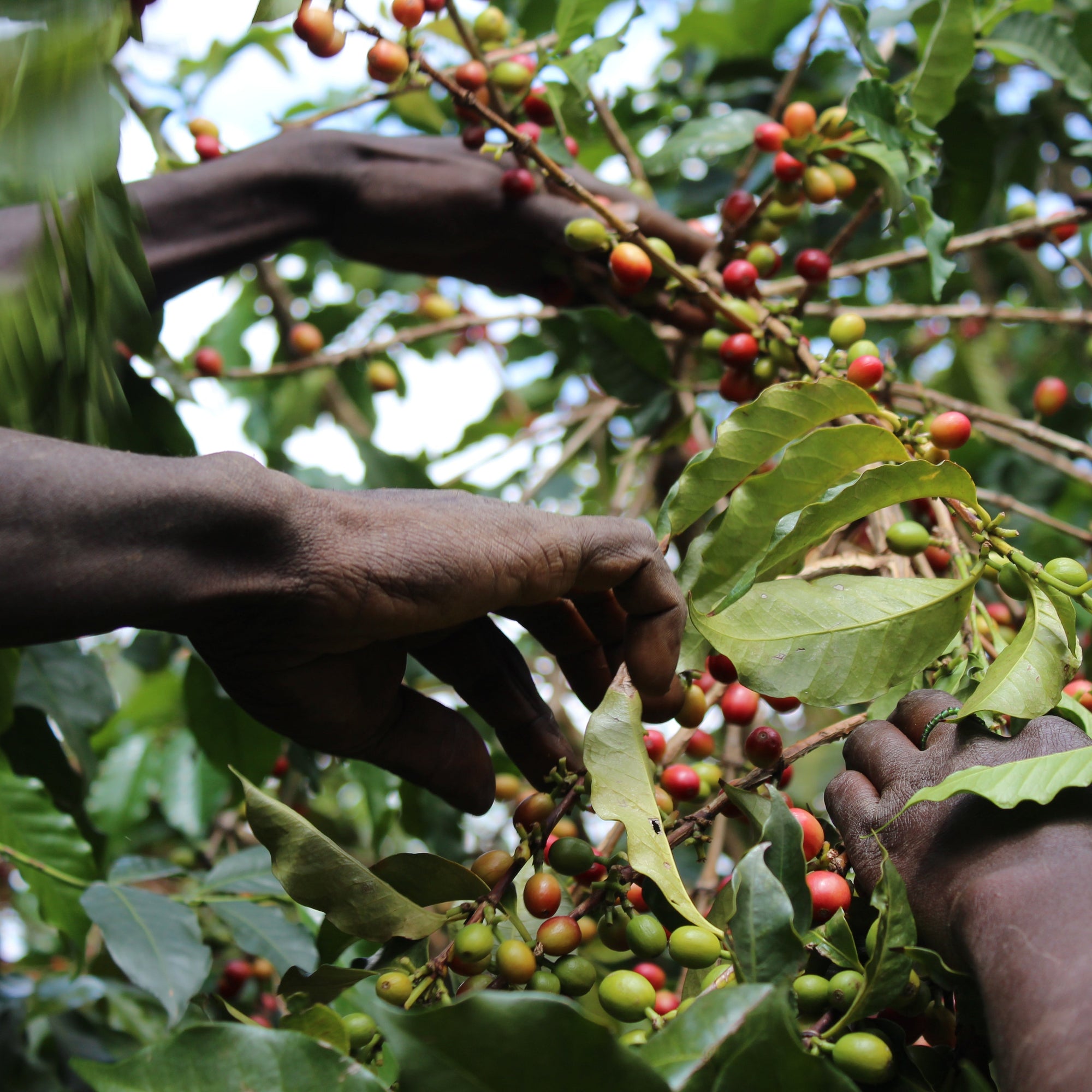 Kahve ağacından seçici şekilde elle toplanan olgun kahve kirazları.
